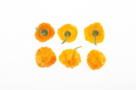 Jamaican Scotch Bonnet TFM