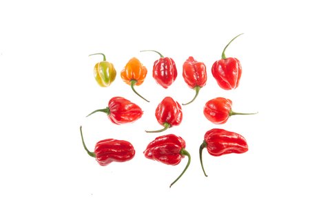Carribean Red