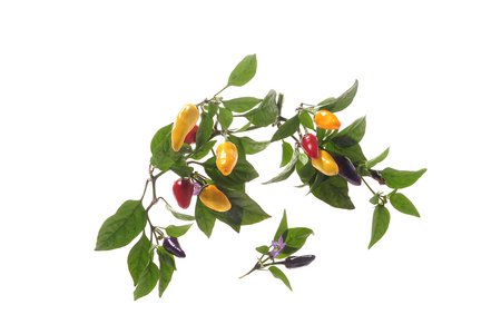 Chinese Five Color (Büschel)