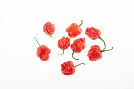 7 Pot SR Strain